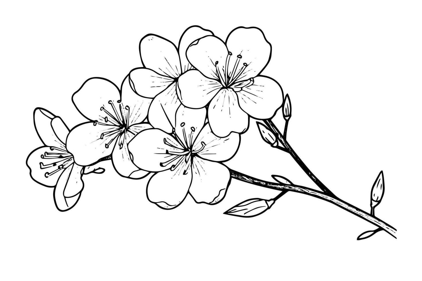 Sakura branch hand drawn ink sketch. Engraved style illustration. vector