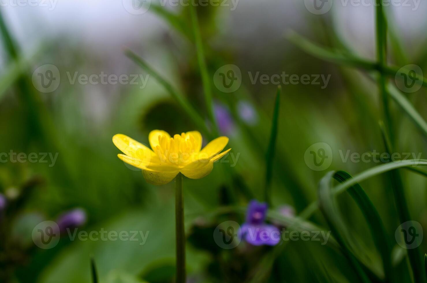 Buttercup flower closeup photo