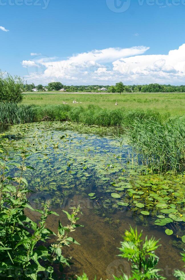Summer pond landscape photo