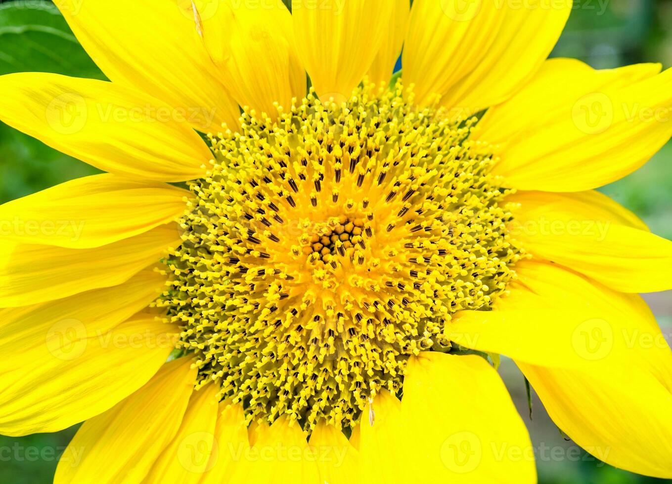 Sunflower close up photo