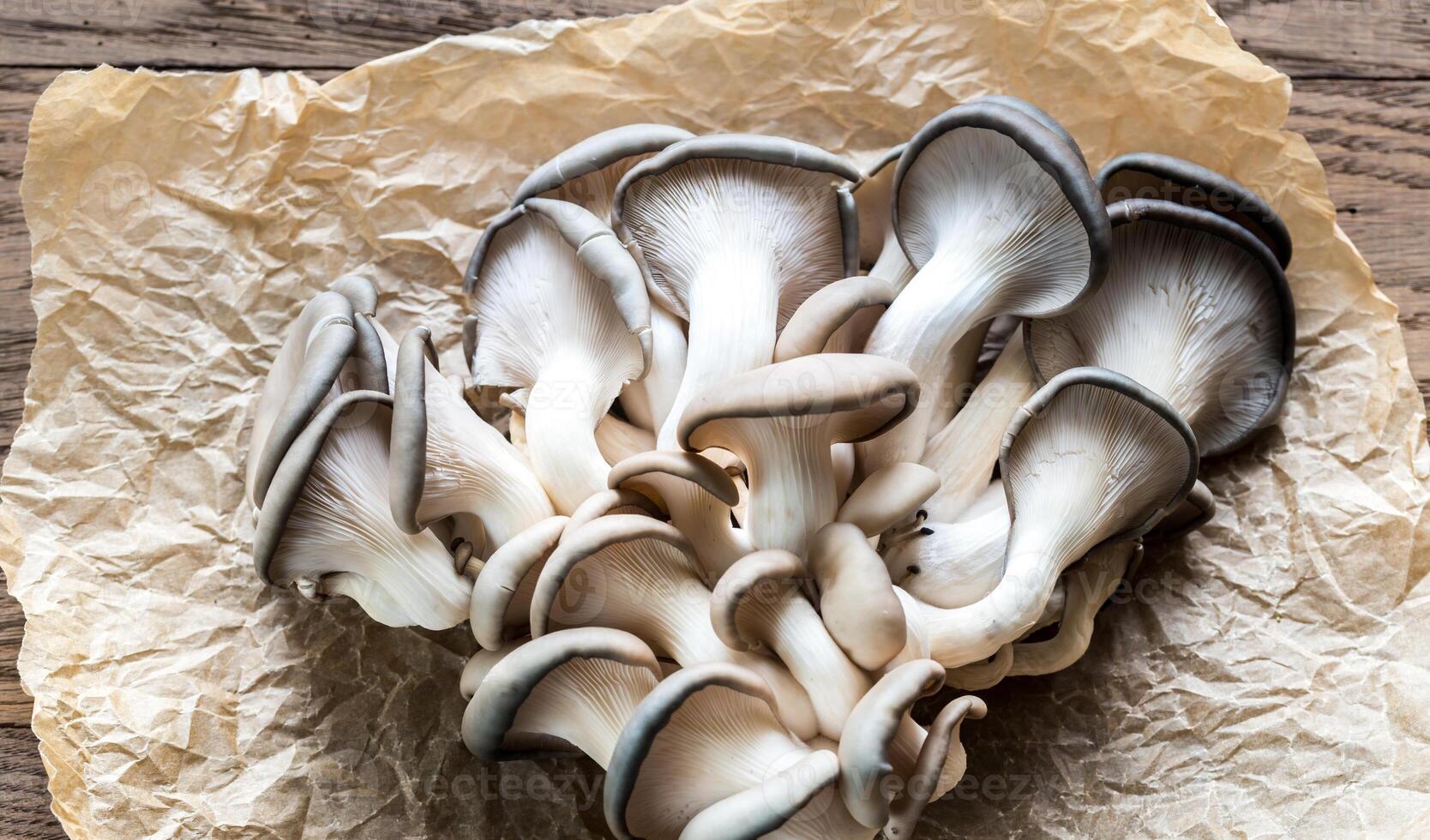 Oyster mushrooms closeup photo