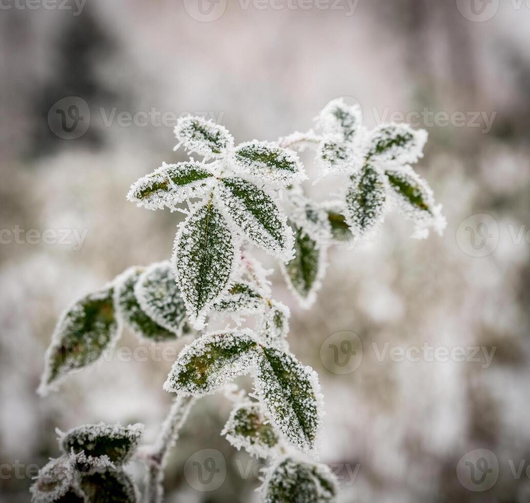 Frosted plants closeup photo