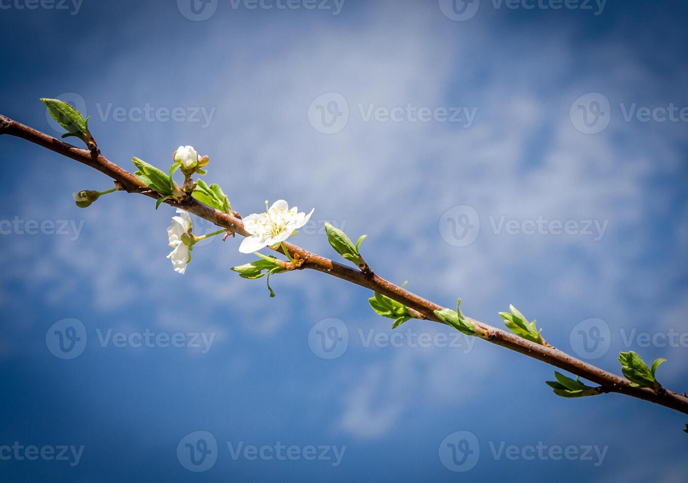 Blossoming spring branch photo