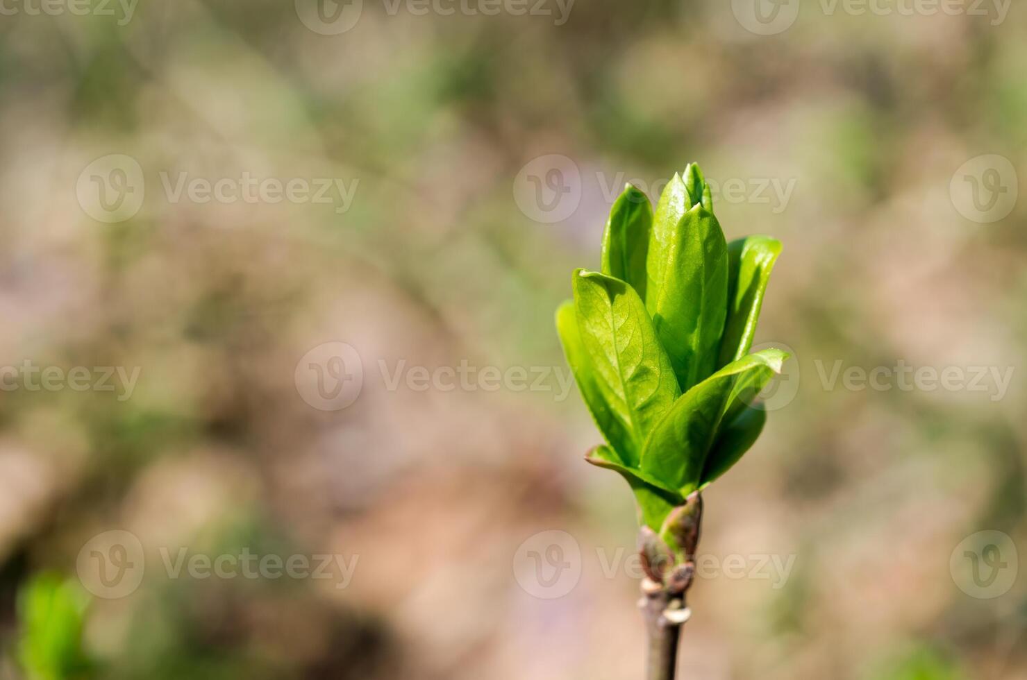Branch tree with spring buds photo