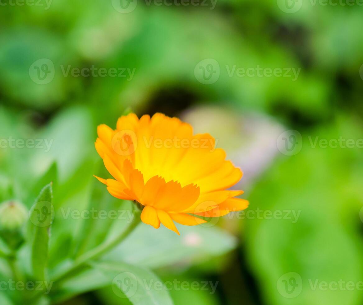 Calendula flower closeup photo