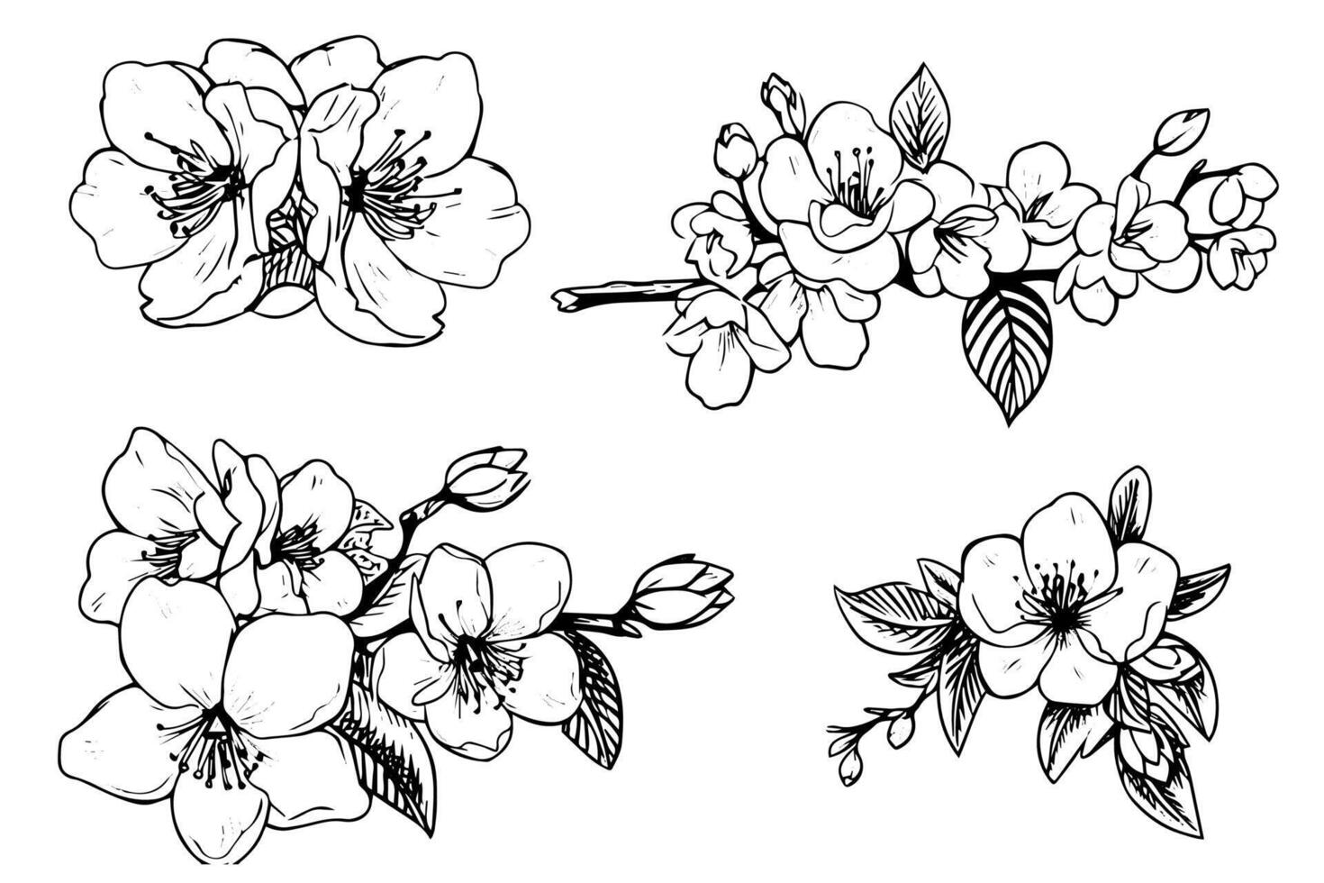 Sakura flower hand drawn ink sketch. Engraved style illustration. vector