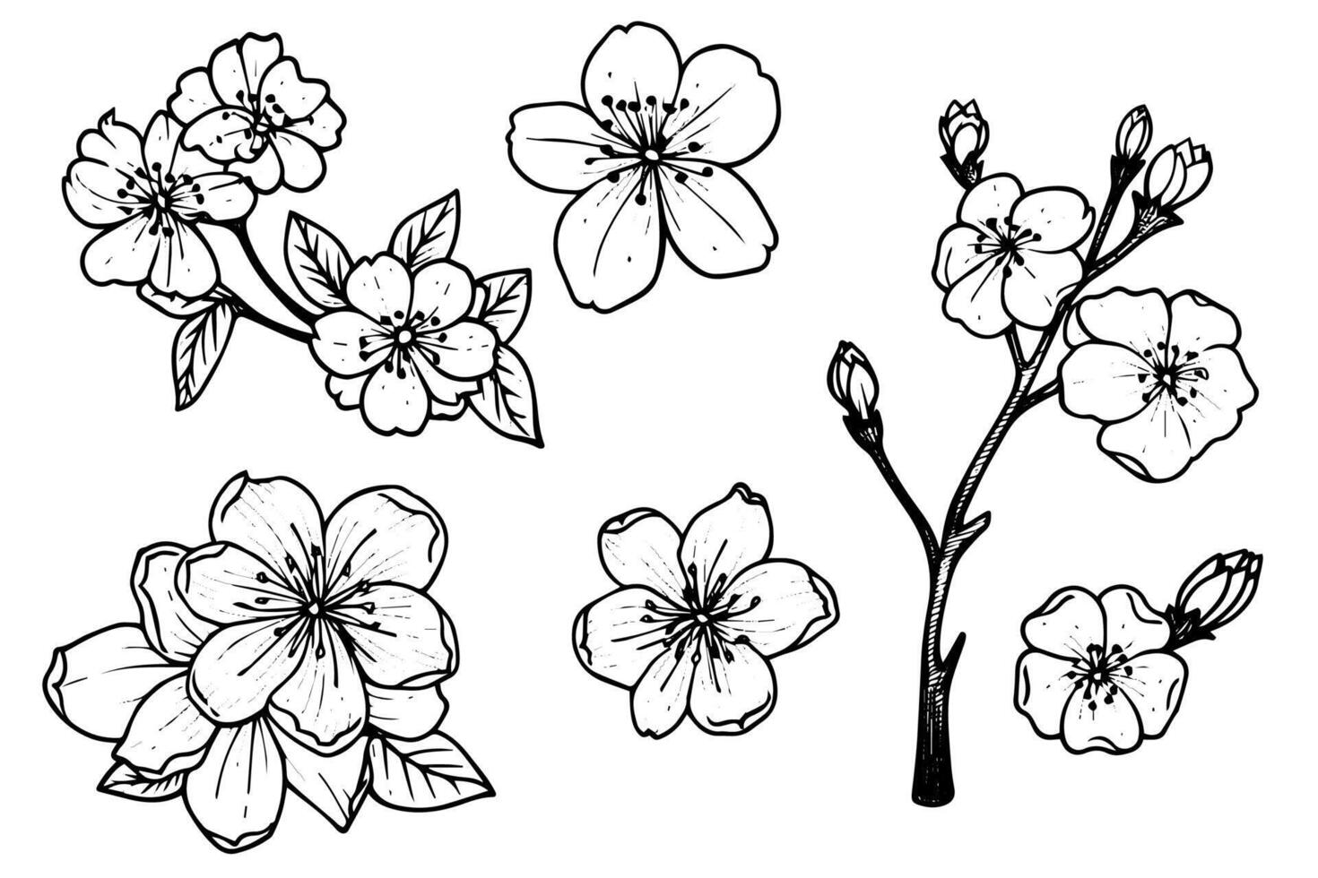 Sakura flower hand drawn ink sketch. Engraved style illustration. vector