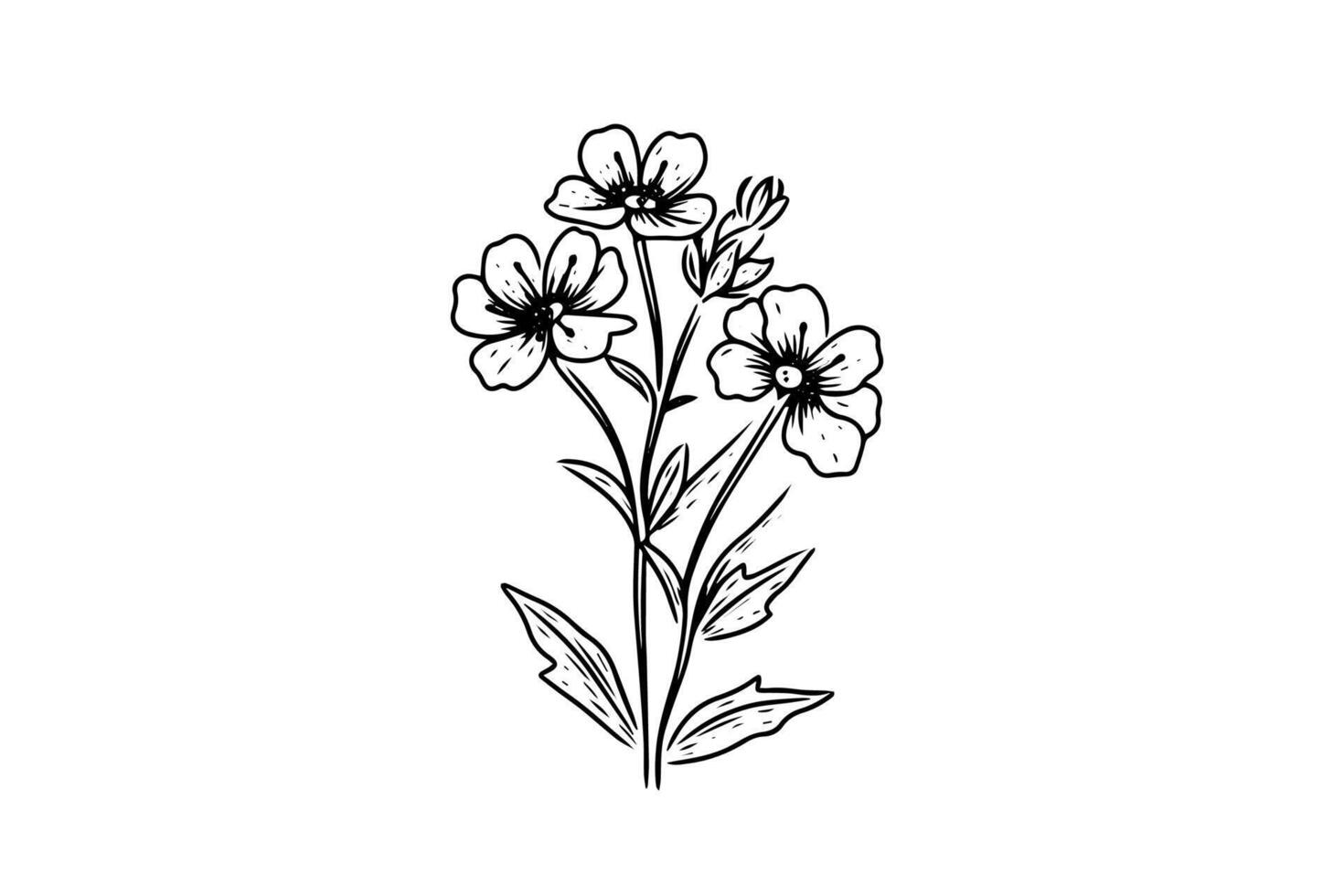 Hand drawn ink sketch of meadow wild flower. Engraved style illustration. vector