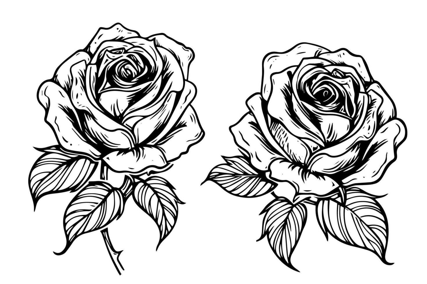 Set of rose flower hand drawn ink sketch. Engraving style illustration. vector