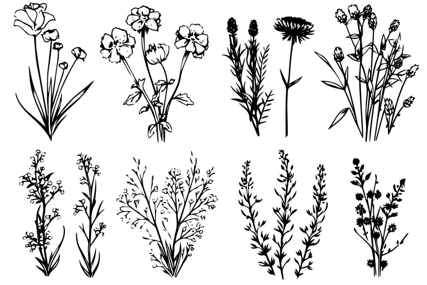 Hand drawn ink sketch of meadow wild flower set. Engraved style illustration. vector