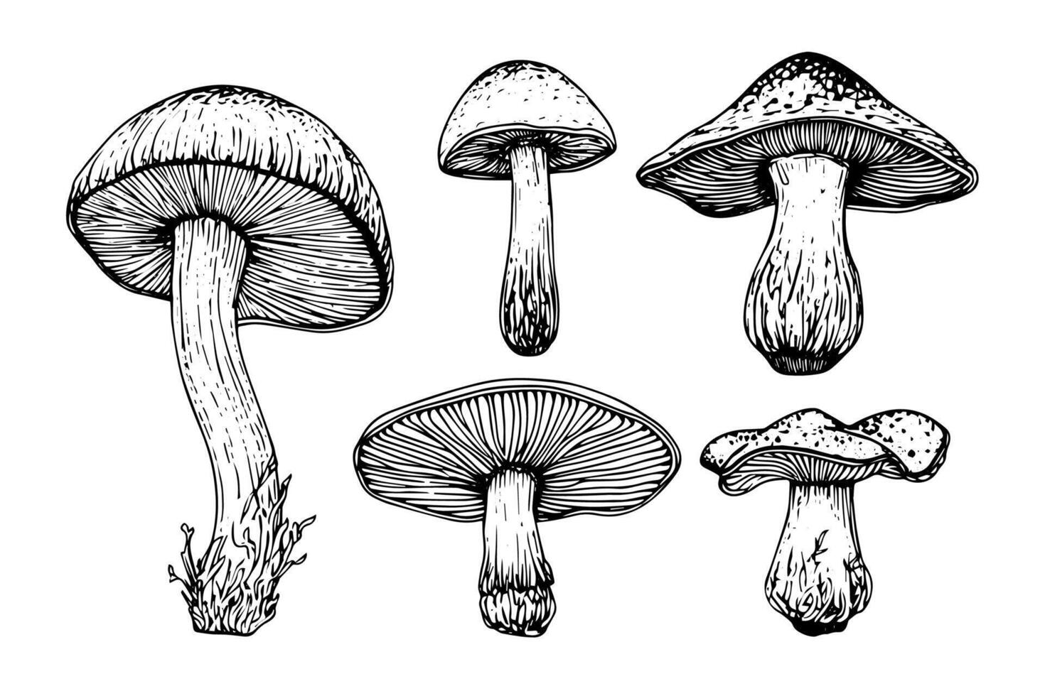 Hand drawn ink sketch of mushrooms set. Engraving vintage style illustration. vector