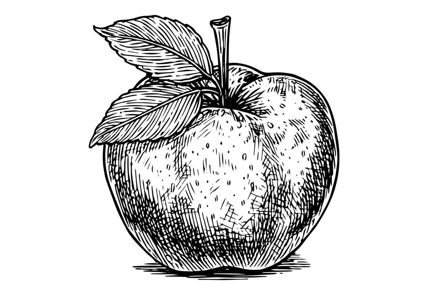 Apple drawing ink sketch. Engraved style retro illustration. vector
