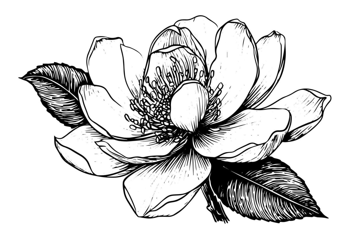 Magnolia flower hand drawn ink sketch. Engraving vintage style illustration. vector