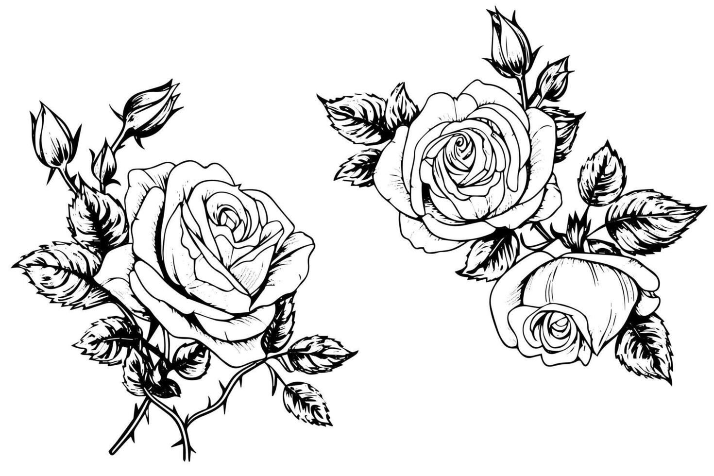 Set of rose flower hand drawn ink sketch. Engraving style illustration. vector
