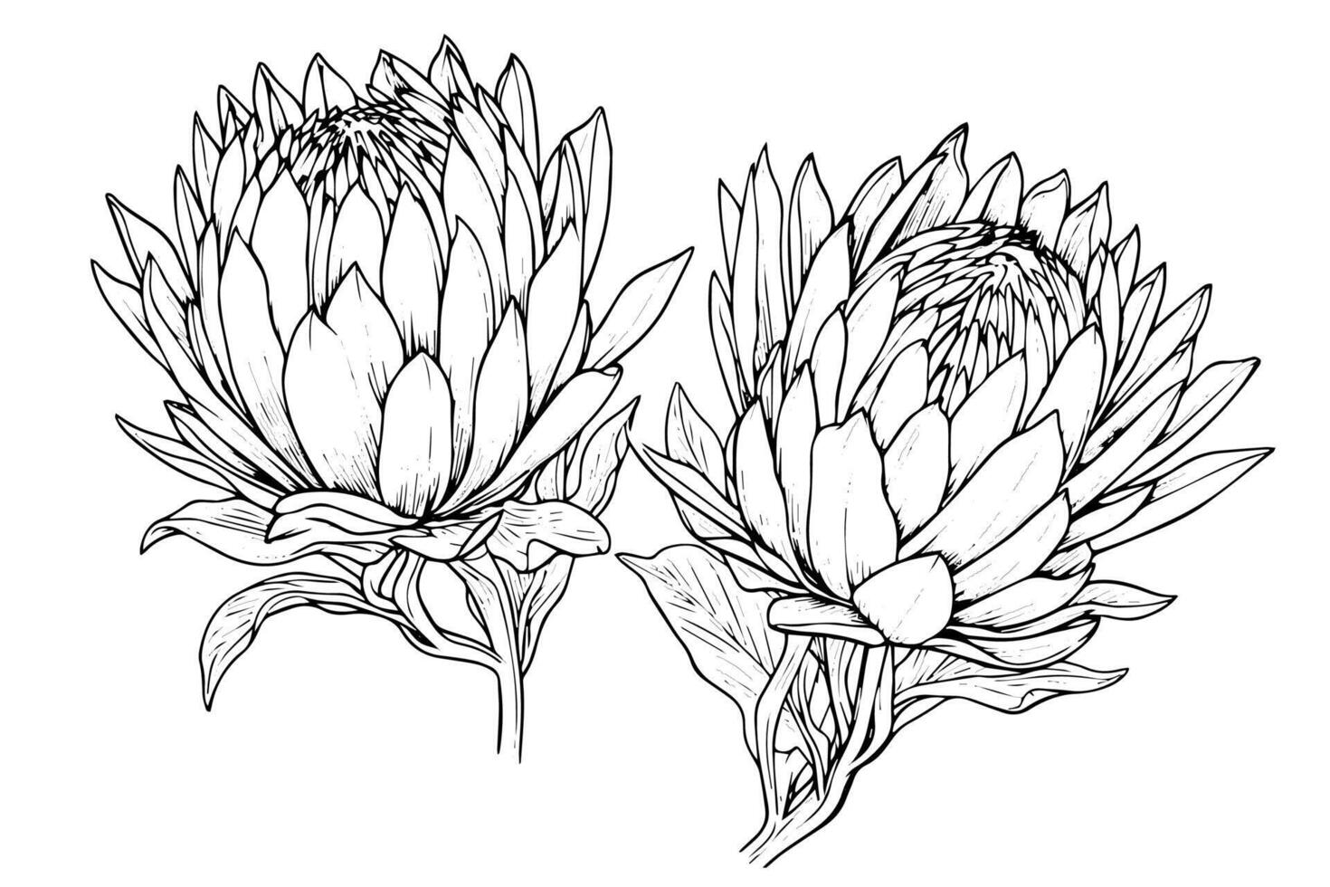 Elegant protea flower hand drawn ink sketch. Engraving style illustration. vector