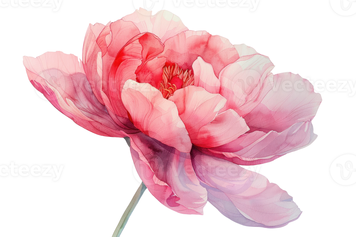 Delicate pink peony flower watercolor painting with soft petals. png