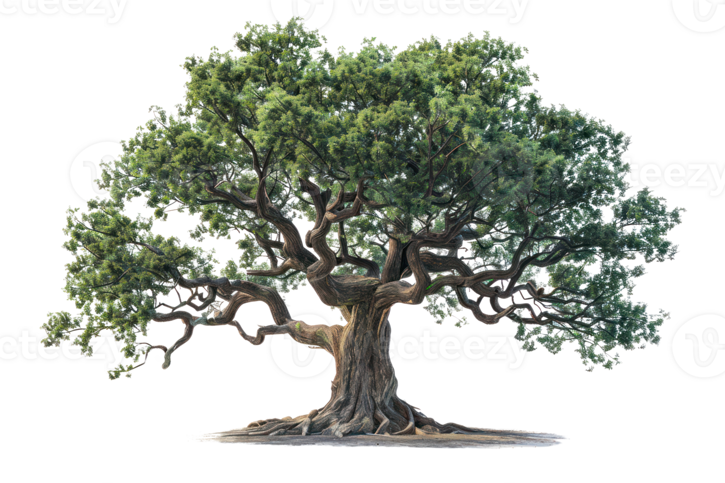 A large, majestic oak tree with gnarled branches and lush green foliage png