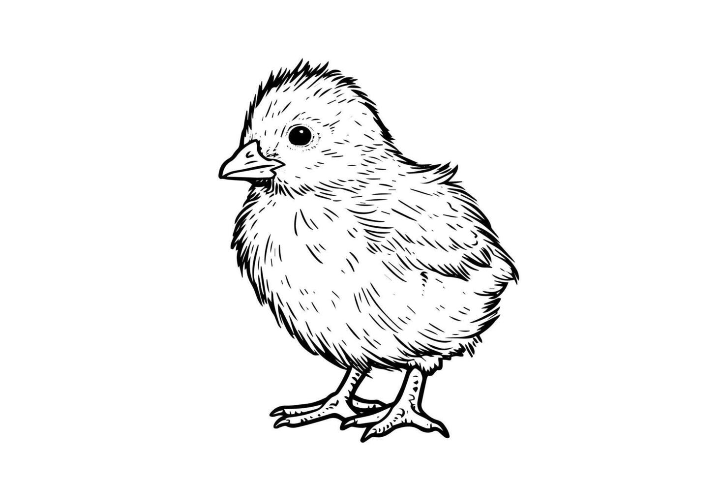 Cute little chicken hand drawn ink sketch. Engraved style retro illustration. vector