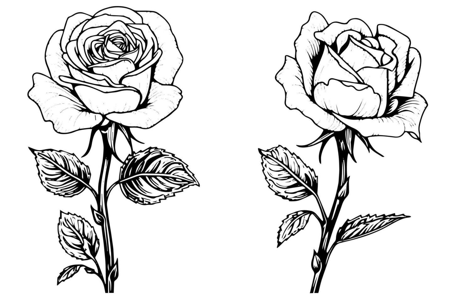 Vintage Floral Elegance Hand-Drawn Rose Sketch in Monochrome Engraved Pack. vector