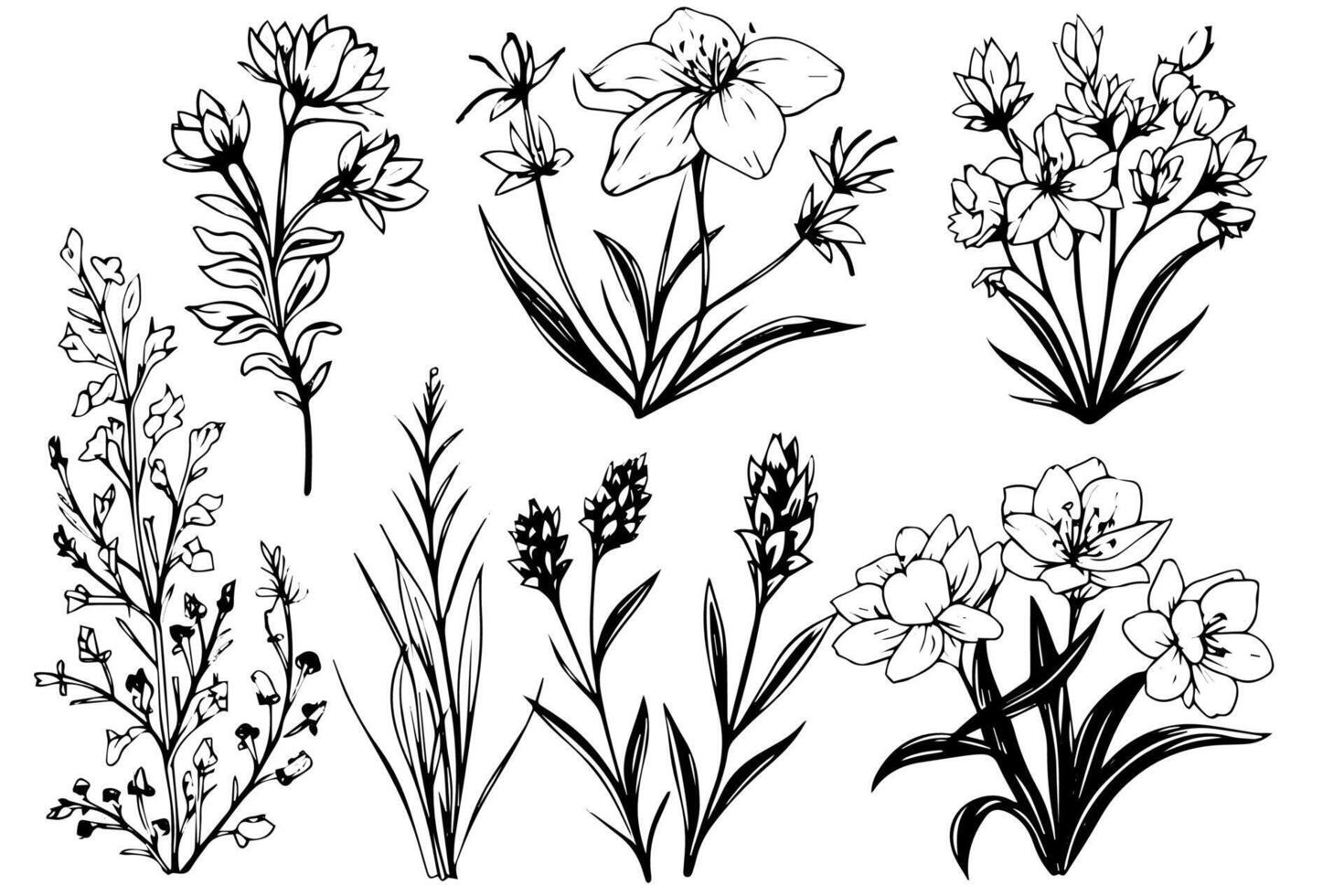 Hand drawn ink sketch of meadow wild flower set. Engraved style illustration. vector