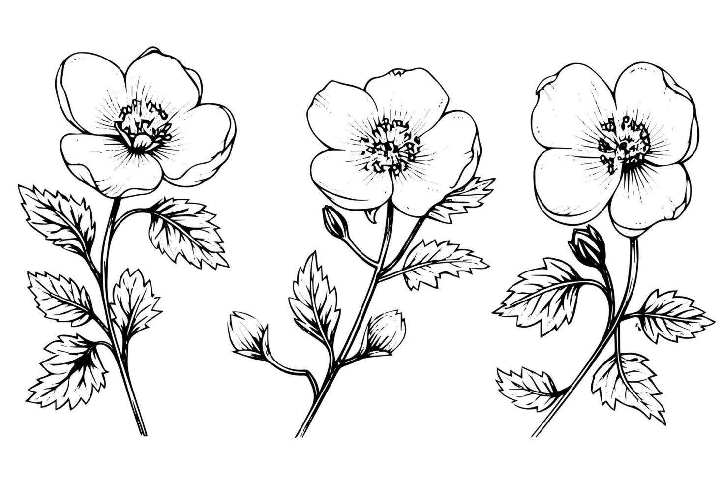 Rosa canina flower hand drawn ink sketch. Engraving style illustration. vector