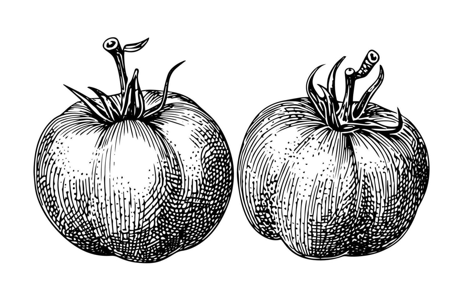 Vintage Tomato Sketch Hand-Drawn Engraved Illustration in Black and White. vector