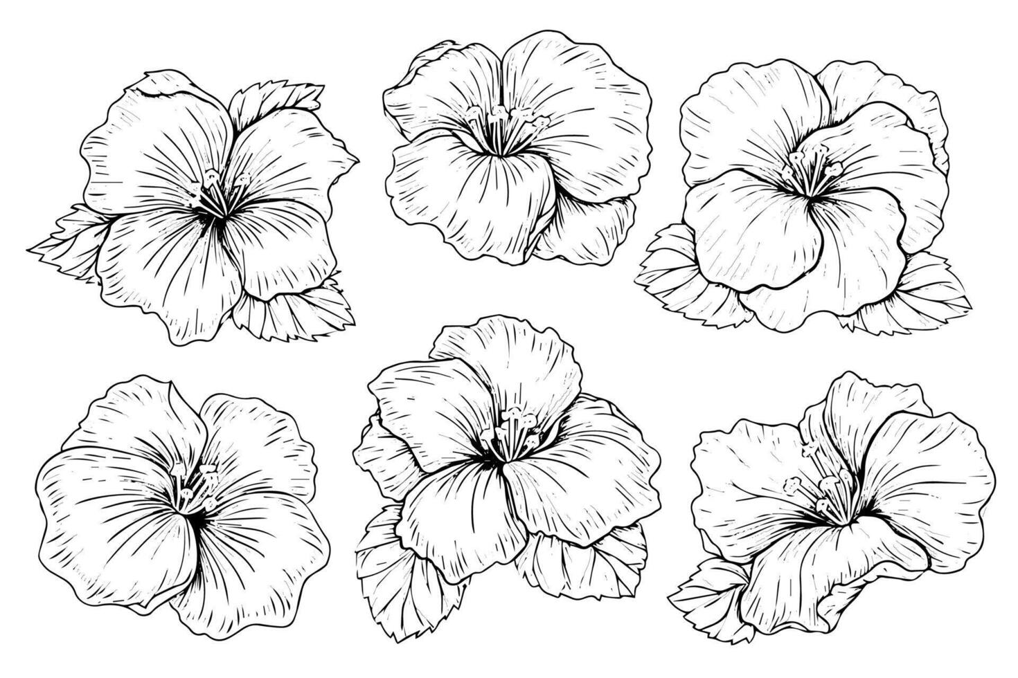 Hibiscus flower hand drawn ink sketch. Engraved style illustration. vector
