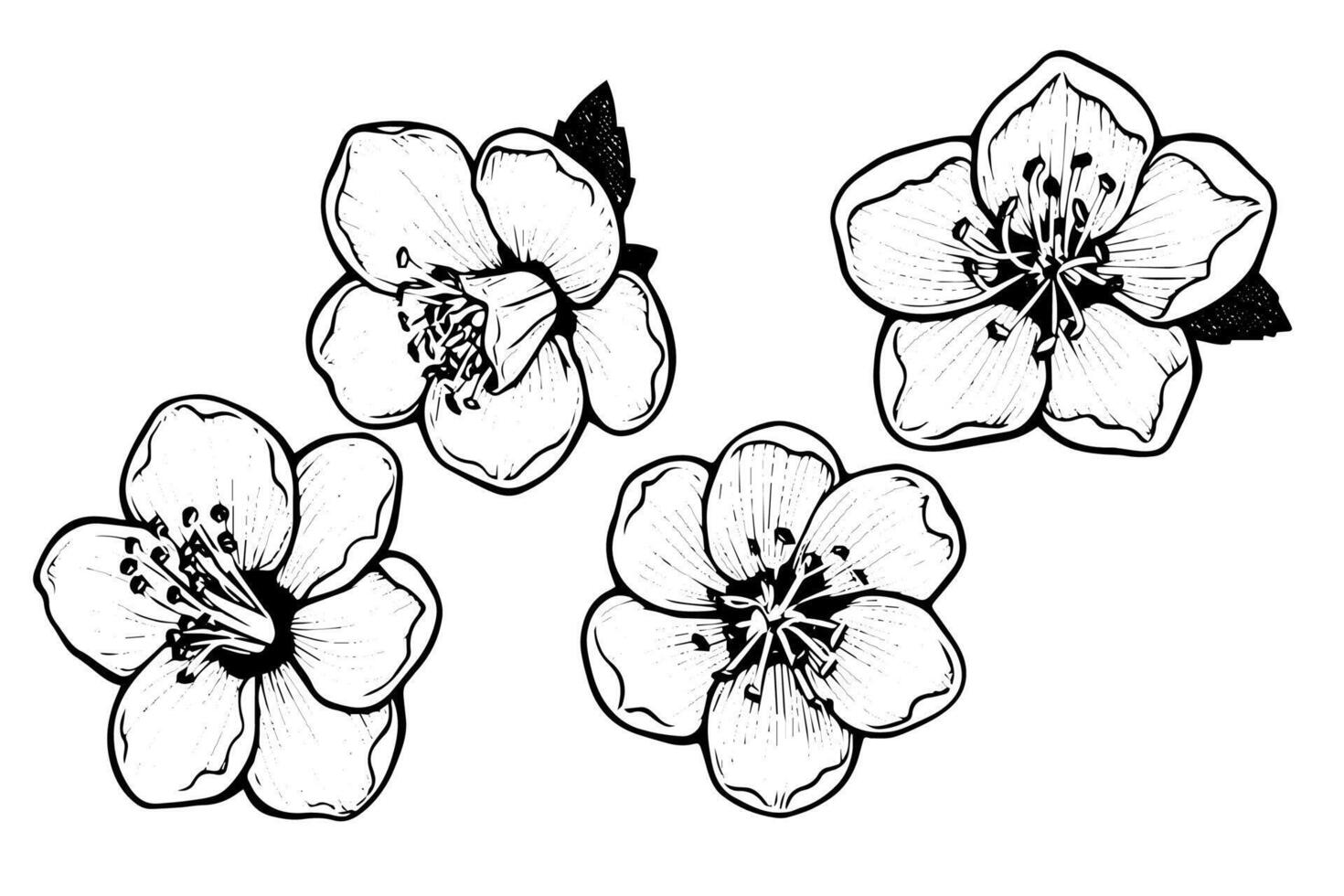 Sakura flower set hand drawn ink sketch. Engraved style illustration. vector