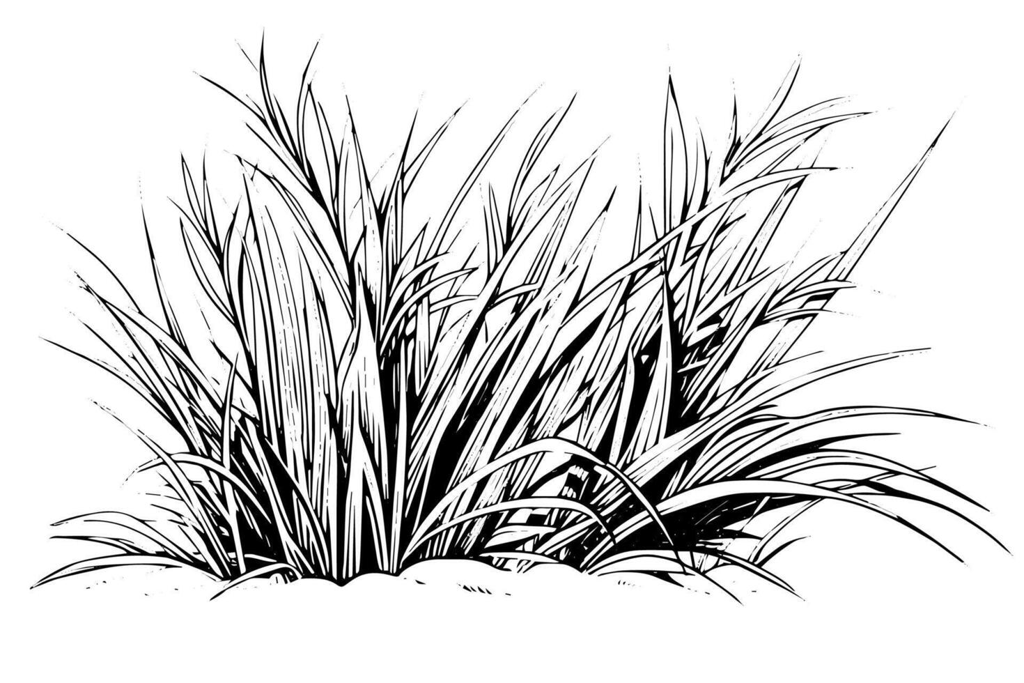 Clásico dibujado a mano césped bosquejo. grabado estilo planta ilustración. vector
