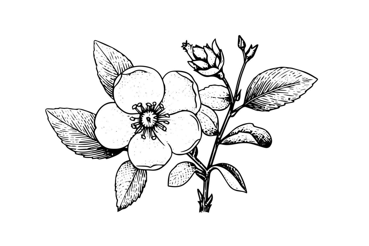 Rosa canina flower hand drawn ink sketch. Engraving style illustration. vector