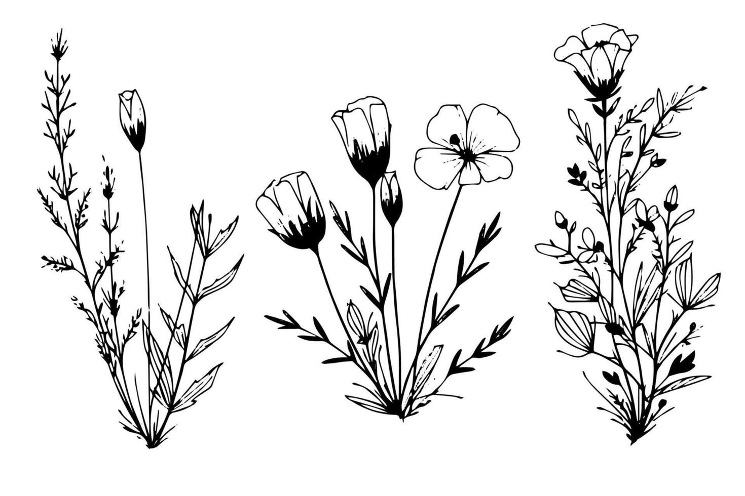 Hand drawn ink sketch of meadow wild flower set. Engraved style illustration. vector