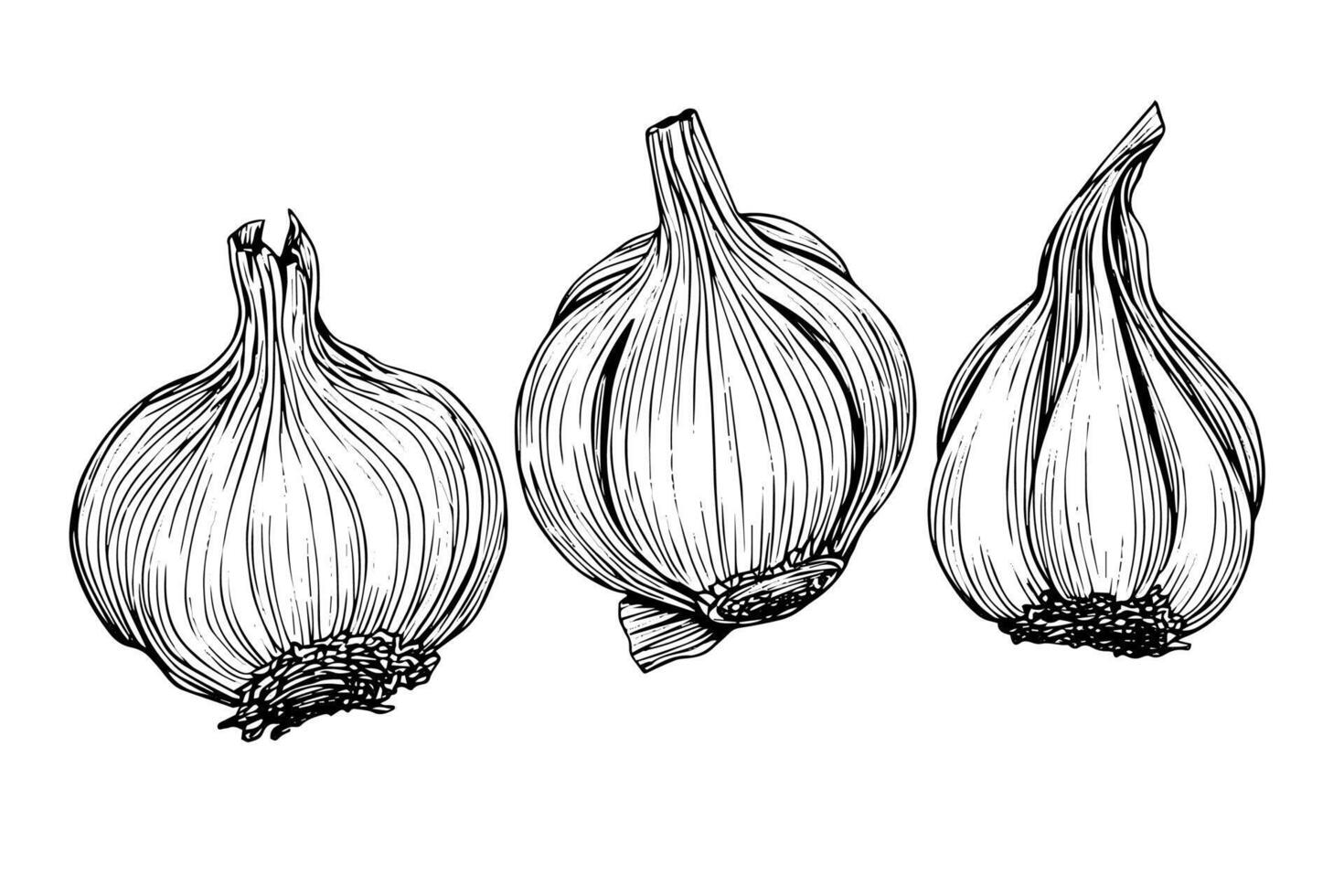 Garlic heads hand drawn ink sketch. Engraving vintage style illustration. vector
