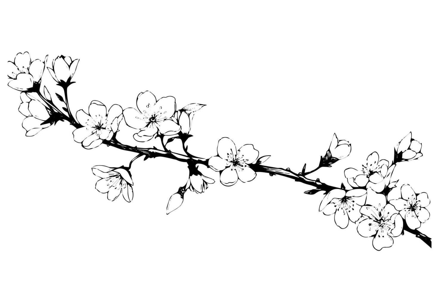 Sakura flower branch border hand drawn ink sketch. Engraved style illustration. vector
