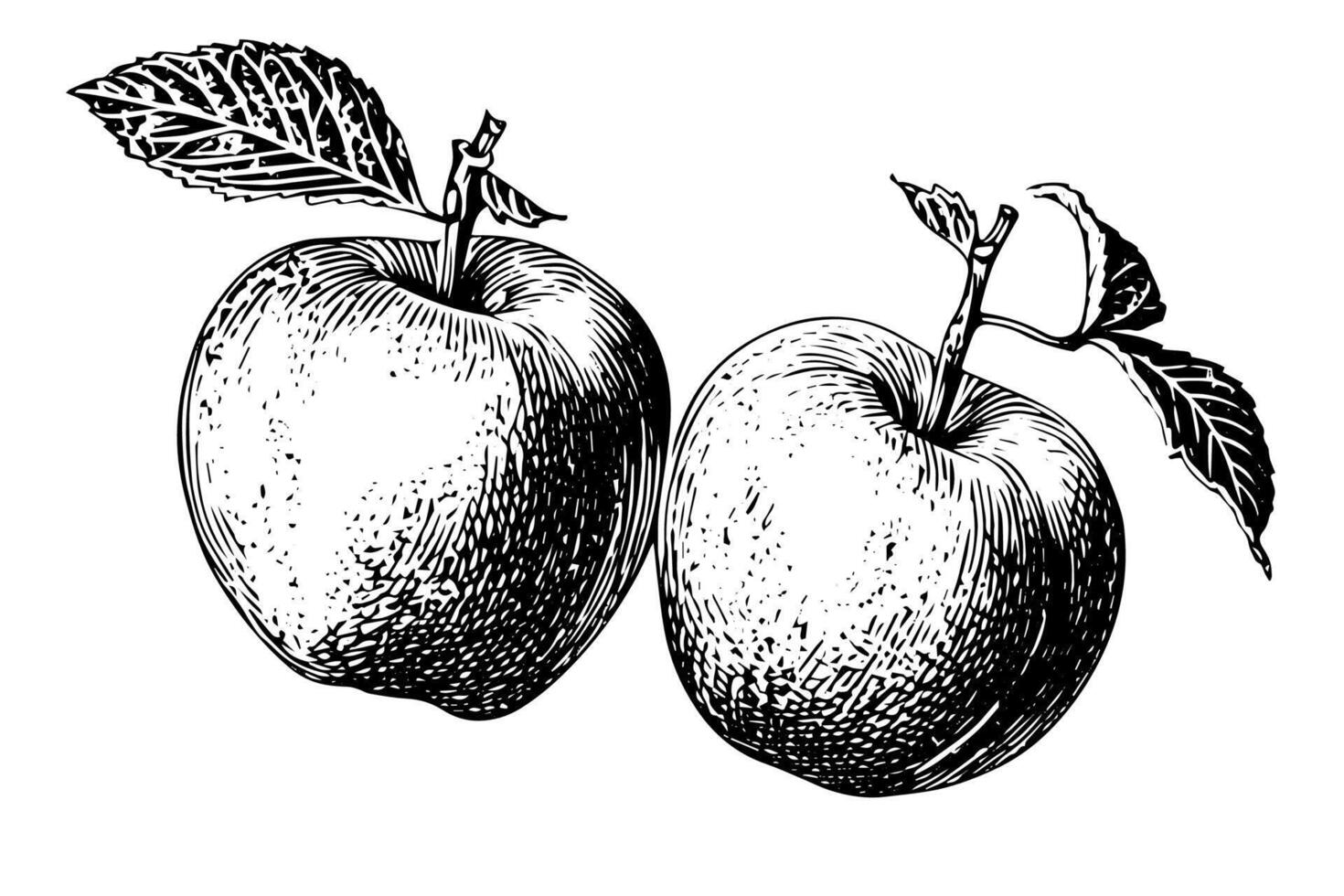 Apple fruit hand drawn ink sketch. Engraved style illustration. vector