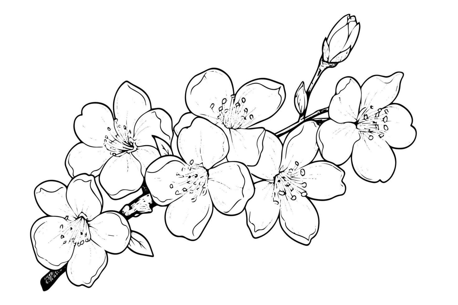 Cherry blossom hand drawn ink sketch. Sakura in engraving style illustration. vector