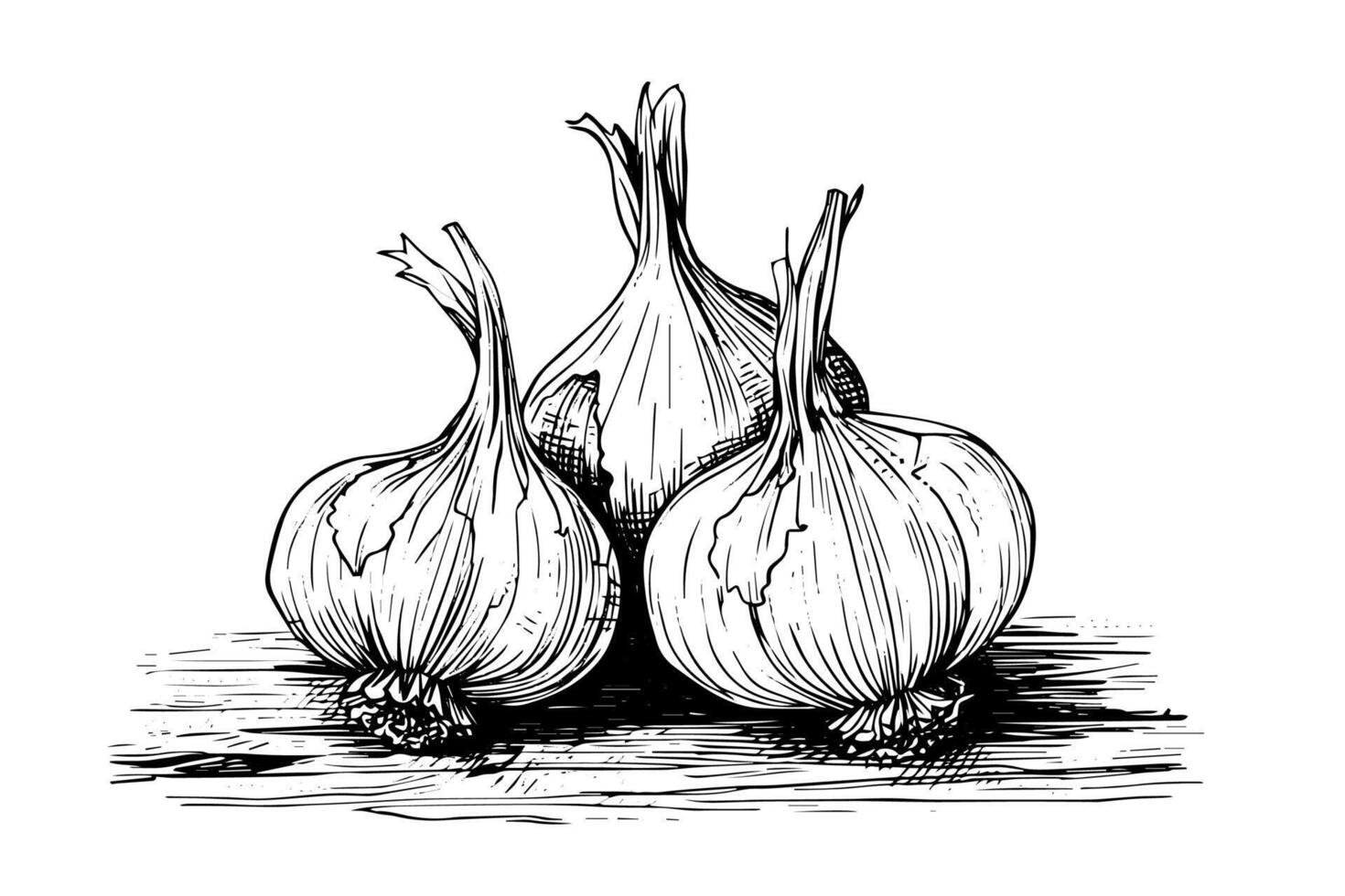 Garlic heads hand drawn ink sketch. Engraving vintage style illustration. vector