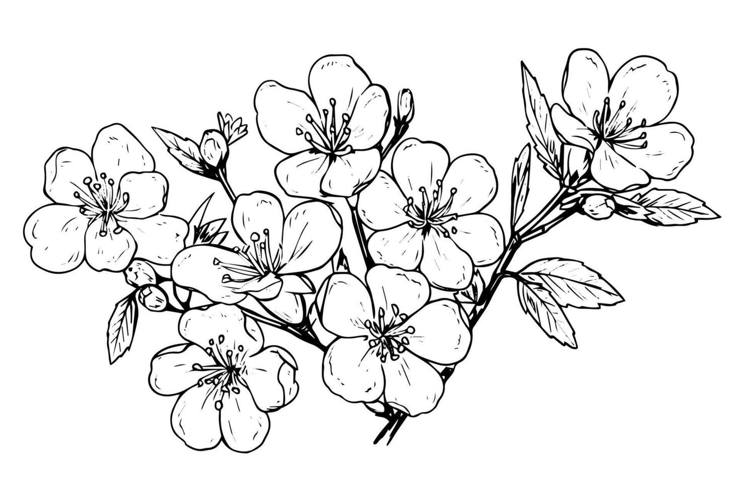 Sakura flower hand drawn ink sketch. Engraved style illustration. vector