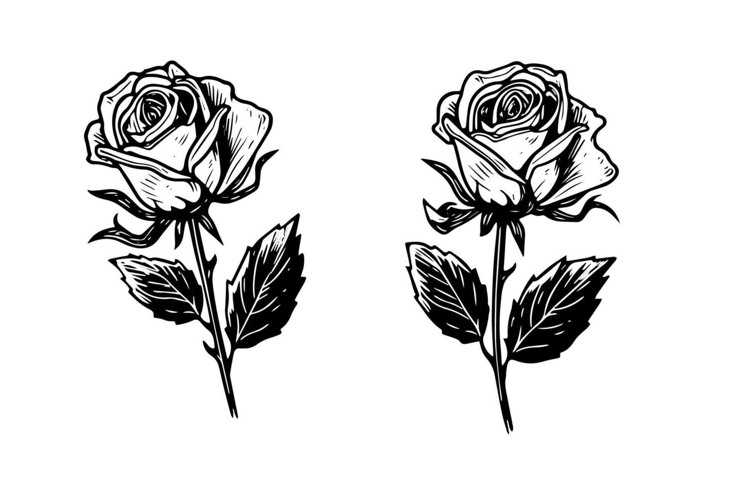 Set of rose flower hand drawn ink sketch. Engraving style illustration. vector