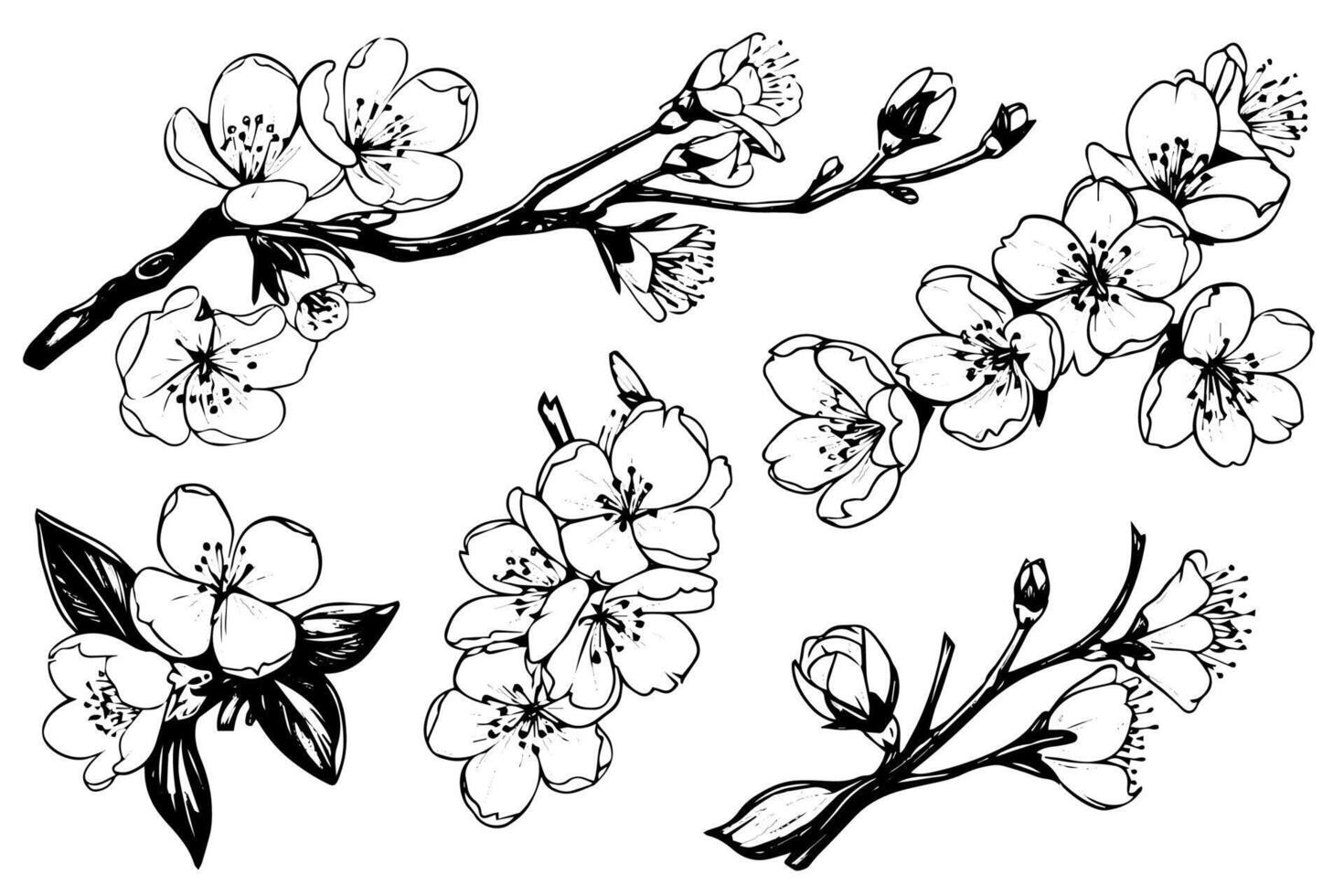 Cherry blossom hand drawn ink sketch. Sakura in engraving style illustration. vector