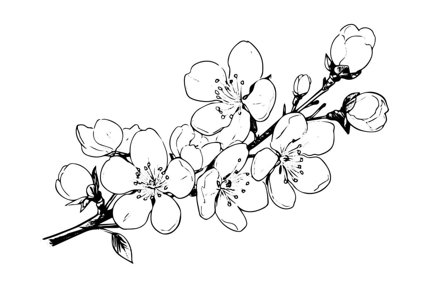 Cherry blossom hand drawn ink sketch. Sakura in engraving style illustration. vector