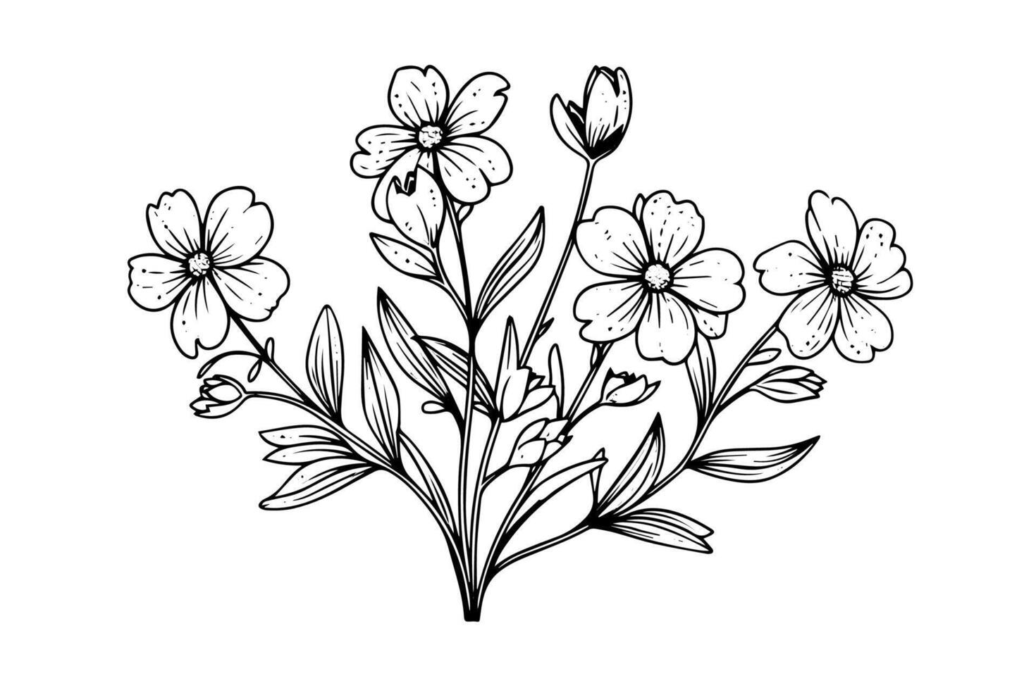 Hand drawn ink sketch of meadow wild flower. Engraved style illustration. vector