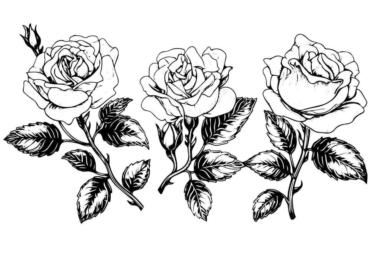 Set of rose flower hand drawn ink sketch. Engraving style illustration. vector