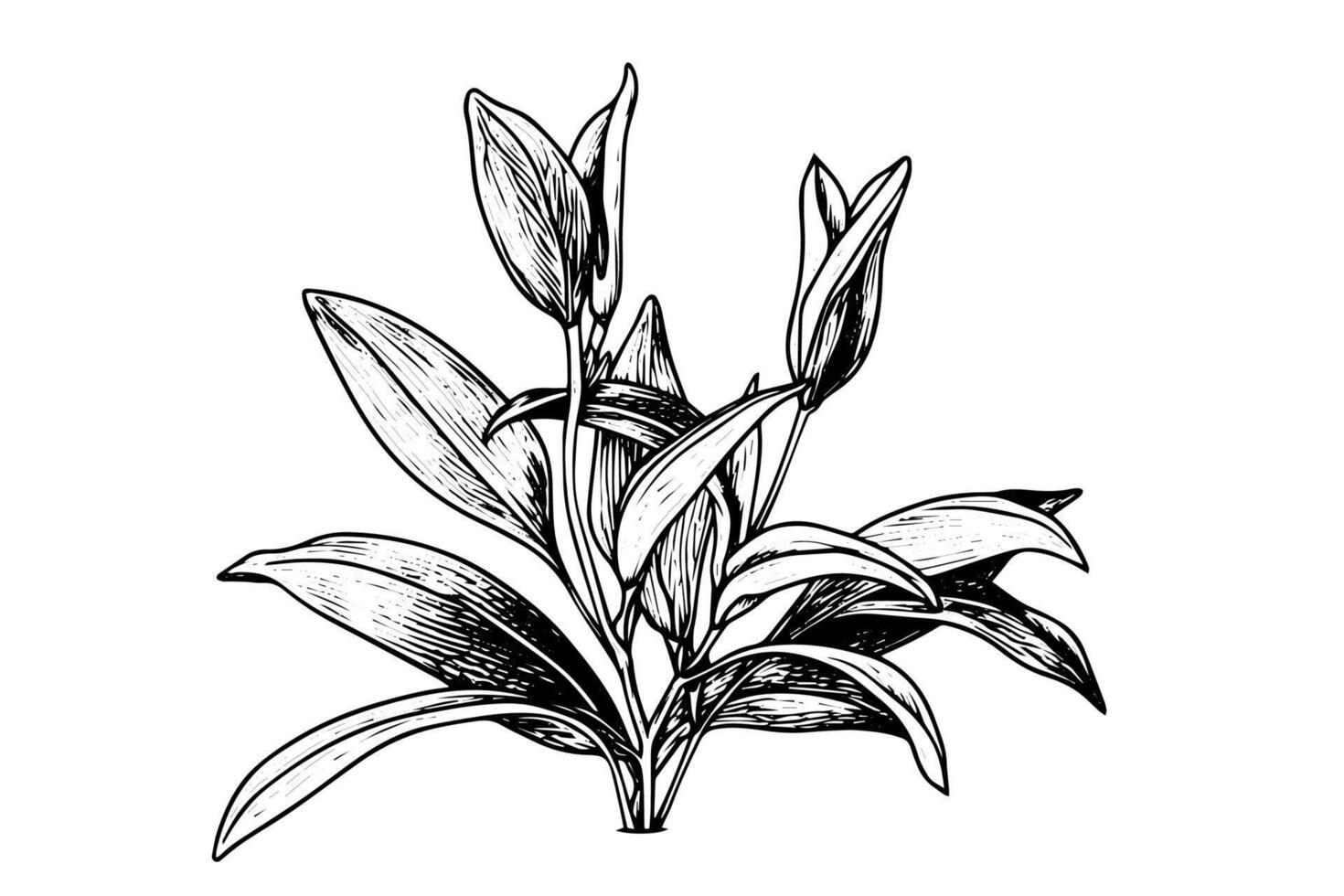 Hand-drawn ink sketch of minimal plant, black forts for graphic design. Engraved style illustration. vector