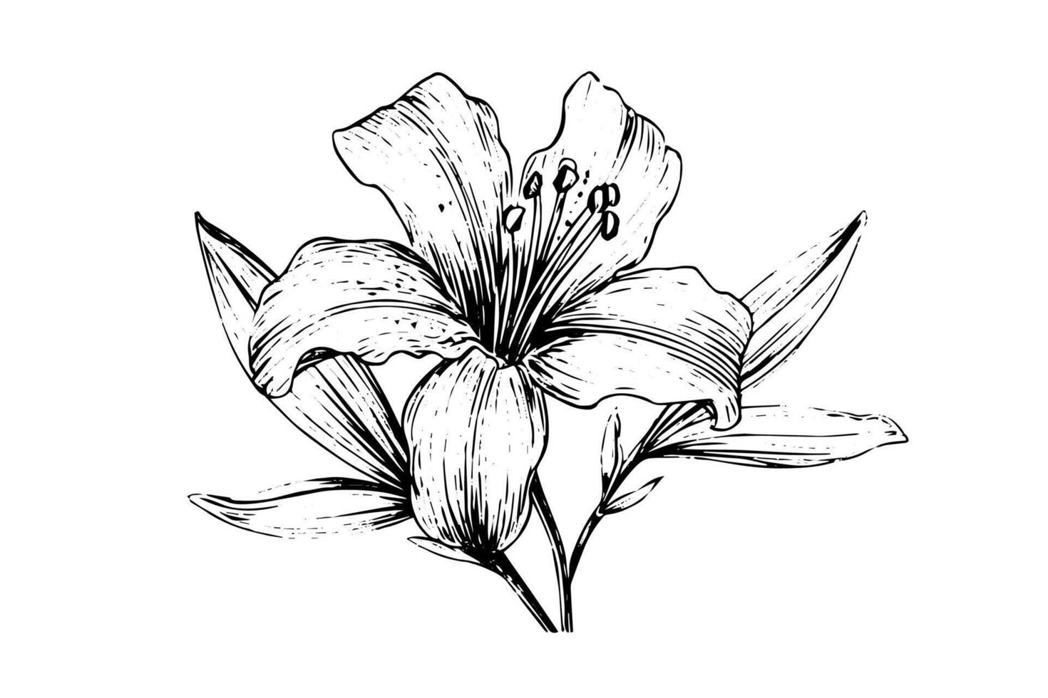 Saffron or crocus hand drawn ink sketch. Illustration in engraving vintage style. vector