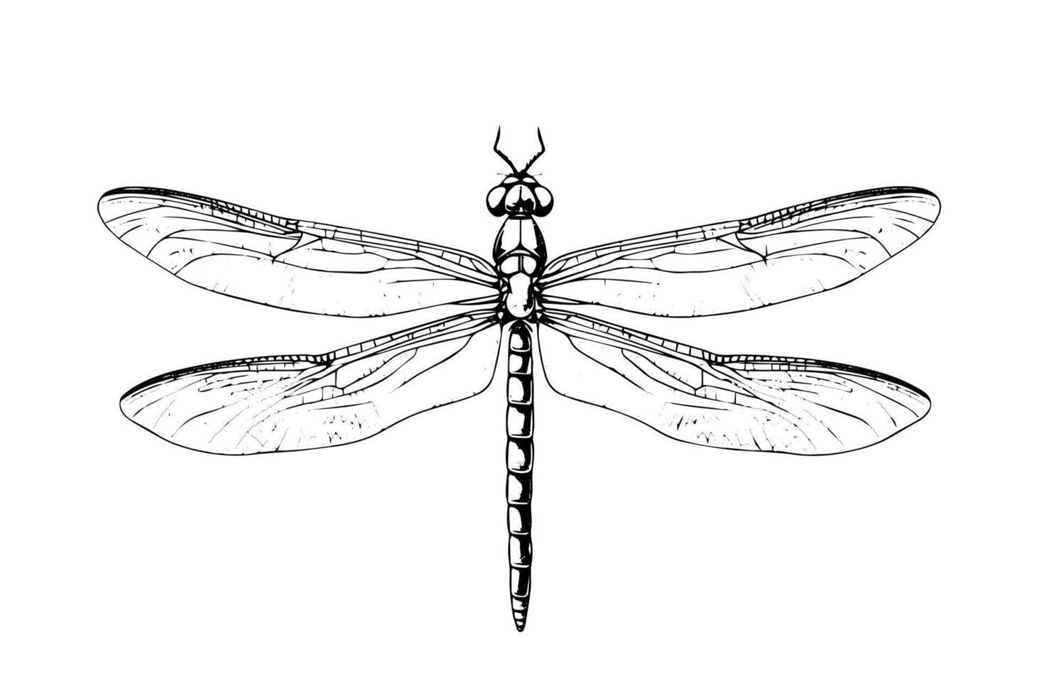 Dragonfly hand drawn ink sketch. Engraved style illustration. vector
