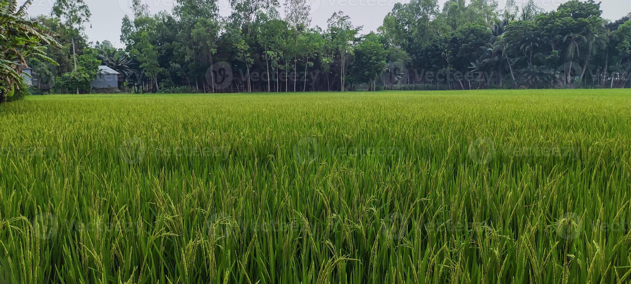 a rice field of green rice with trees in the background, rice field on a cloudy day, rice fields are a common sight. green rice field photo