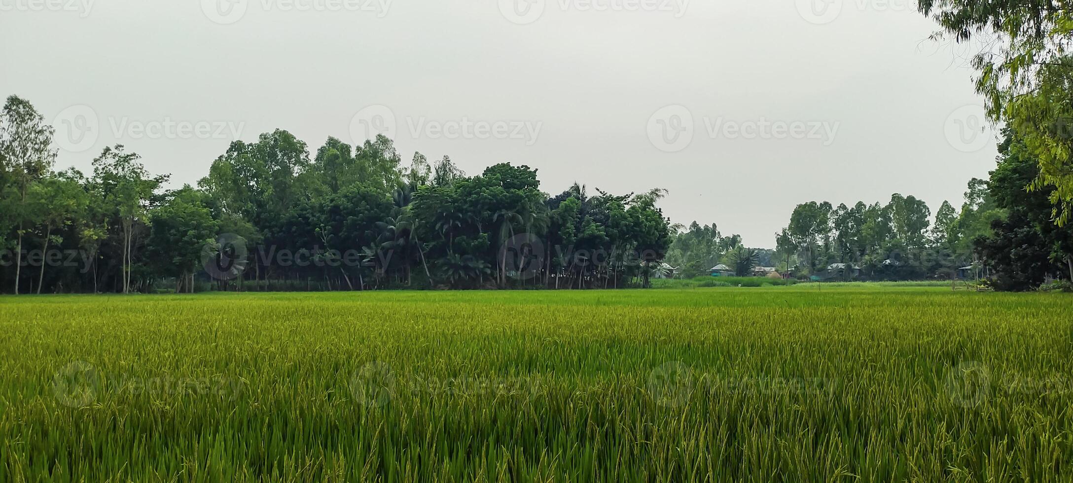a rice field of green rice with trees in the background, rice field on a cloudy day, rice fields are a common sight. green rice field photo
