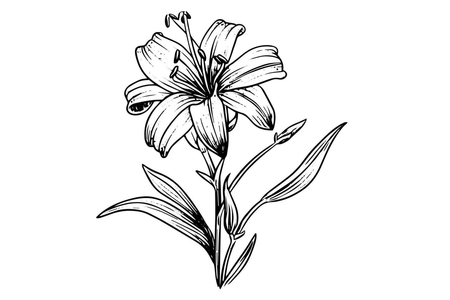 Wild flower hand drawn ink sketch. Engraved retro style illustration. vector