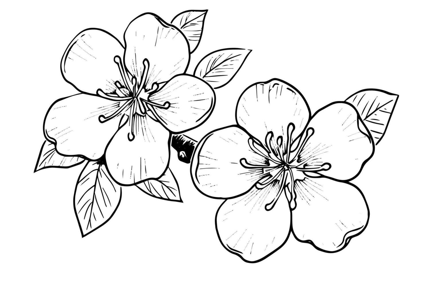 Sakura flower hand drawn ink sketch. Engraved style illustration. vector