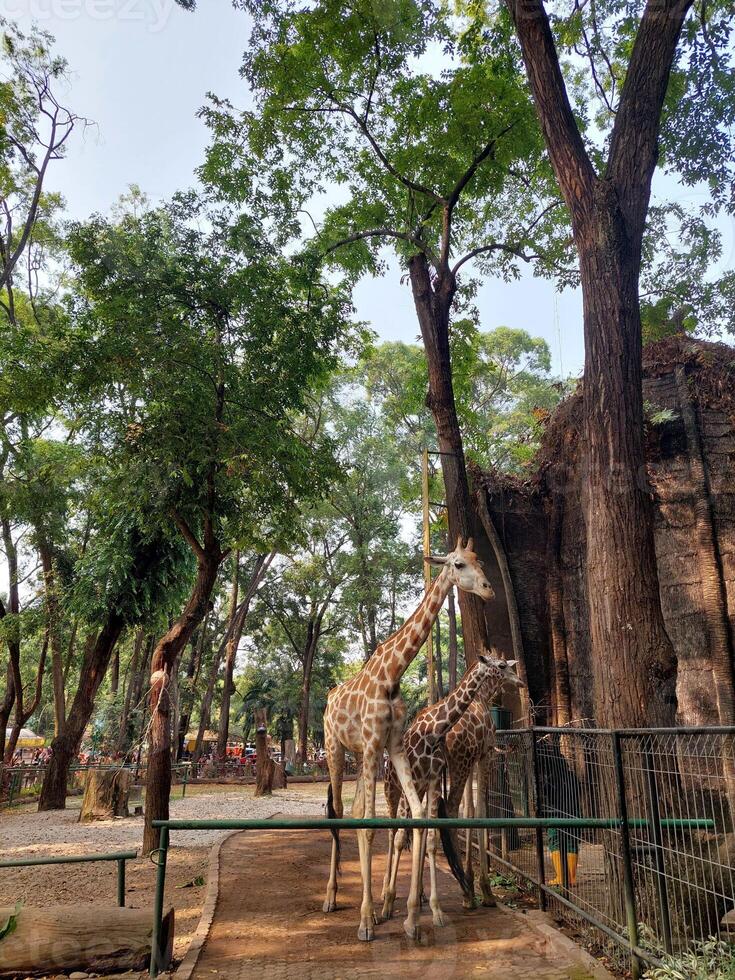 three giraffes in a cage photo